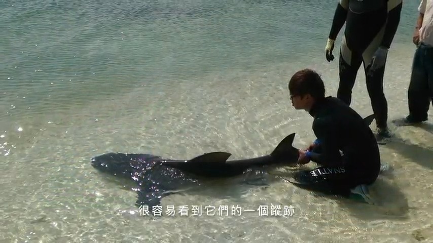 東沙島周圍海域與東沙環礁其他海域建立亞成鯊與成鯊之標放與回捕紀錄