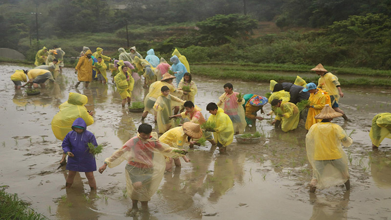 人文真理資訊志工團隊帶領乾華國小師生進行農事體驗活動